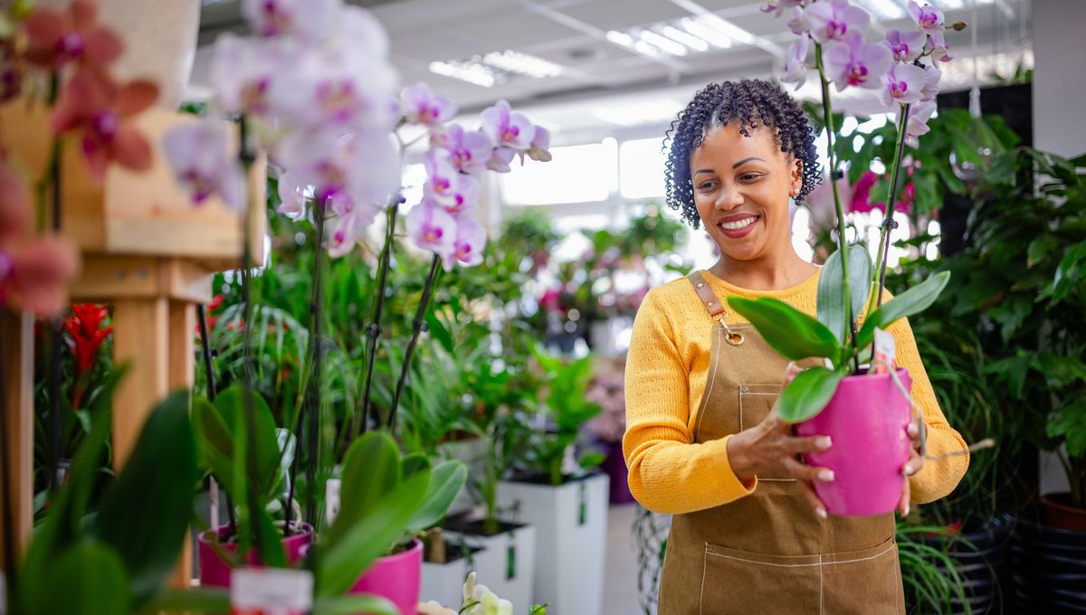 Panduan Memindahkan Orchide Anda dengan Aman dan Tepat