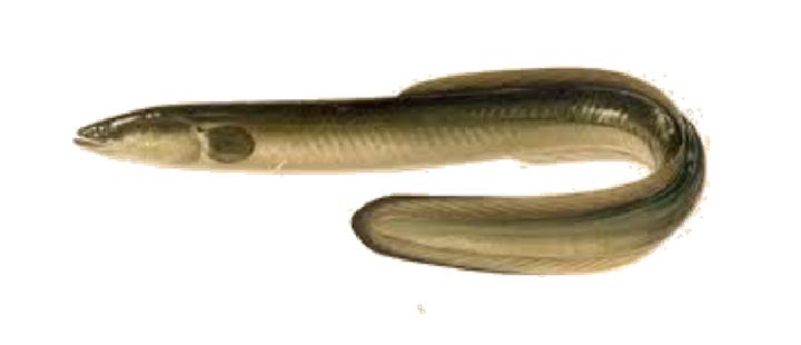 Kandungan Omega-3 Sidat: Kenapa Lebih Unggul dari Salmon?